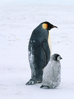 Пингвин с птенцом обои