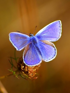 Бабочка с фиолетовыми крыльями обои