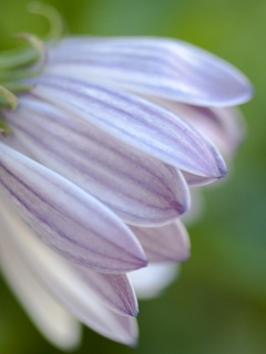 Нежно-фиолетовый цветок обои