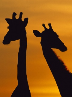 Три силуэта жирафов на фоне неба обои