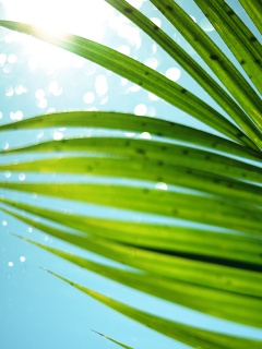 Солнце просвечивает сквозь пальмовый лист обои