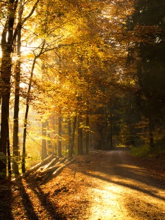 Дорога вдоль просеки в осеннем лесу обои