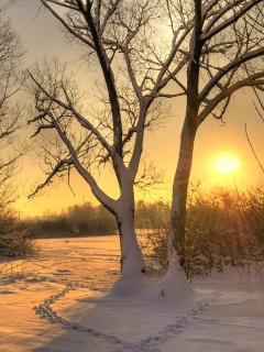 Солнечный свет в зимнем лесу обои