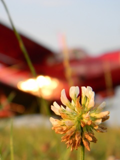 Цветок и красный самолет обои