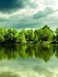 Деревья на берегу озера обои
