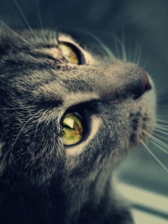 Кот с желтыми глазами обои