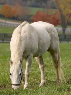 Красивая белая лошадь обои