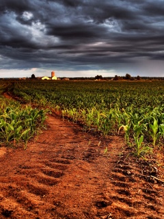 Кукурузное поле у фермы обои