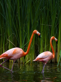 Красивые розовые фламинго на озере обои