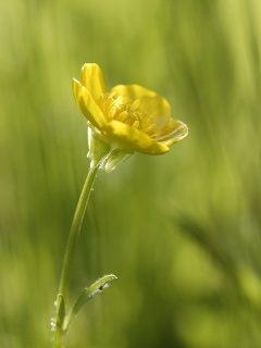Маленький жёлтый цветочек обои
