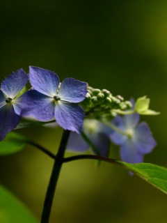 Нежно-синие цветы обои