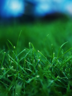 Сочная трава обои