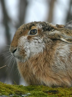 Нахохлившийся заяц-русак обои