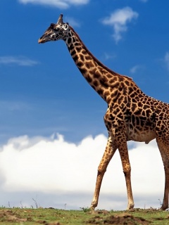 Жираф на прогулке обои
