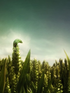 Маленький хамелеон на травинке обои