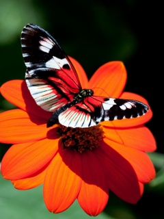 Бабочка на цветке обои