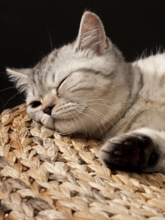 Пушистый кот спит на корзине обои