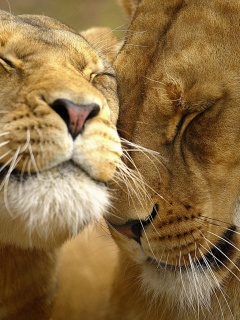 Нежные львы обои