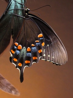Красивая бабочка обои