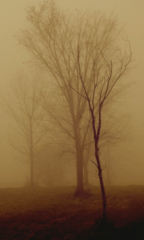 Деревья в тумане обои