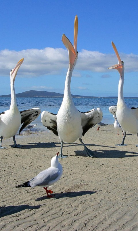Пеликаны и чайки обои