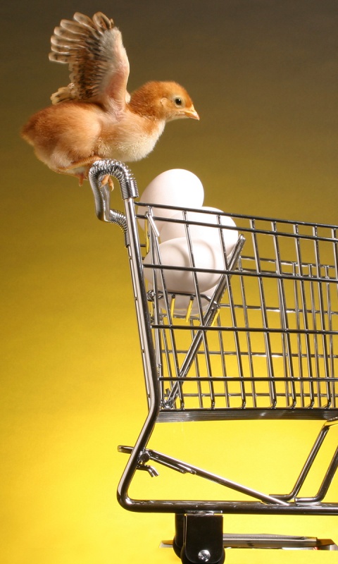 Цыплёнок покупает яйца обои