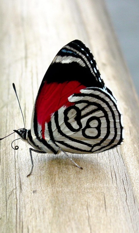 Бабочка на бревне обои