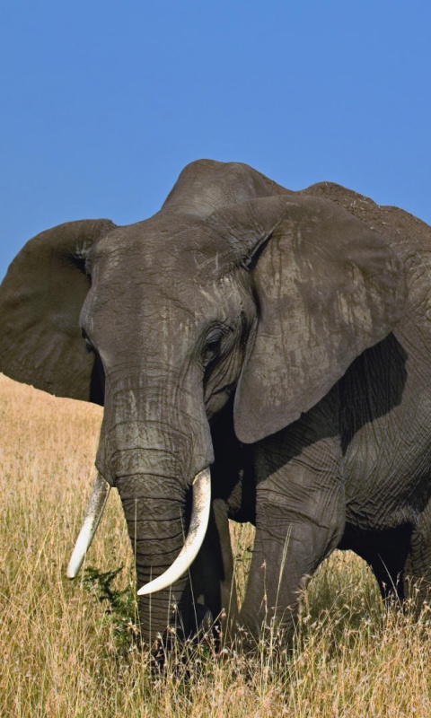 Африканский слон обои