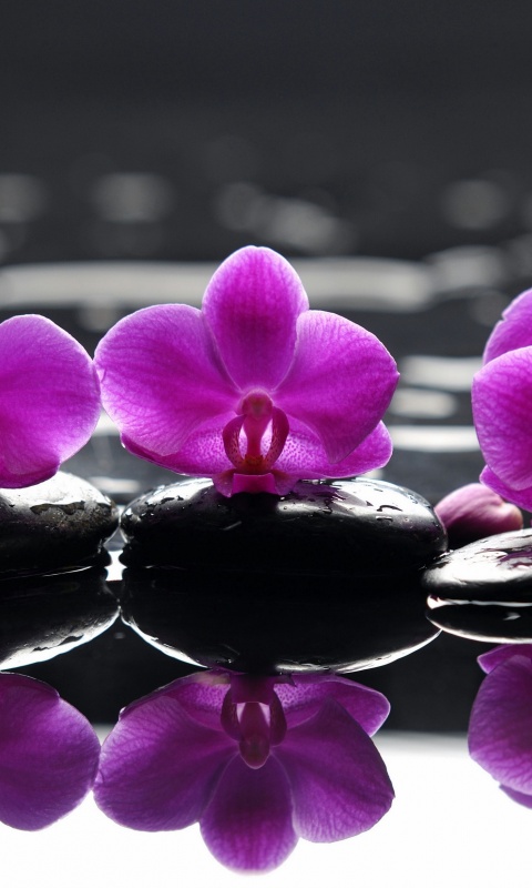 Орхидеи на камнях обои