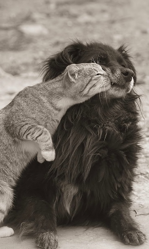 Поцелуй кошки и собаки обои