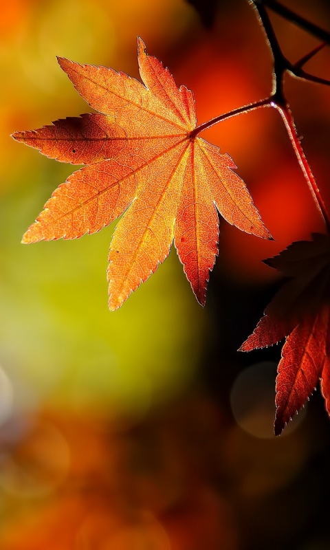 Осенние листья обои