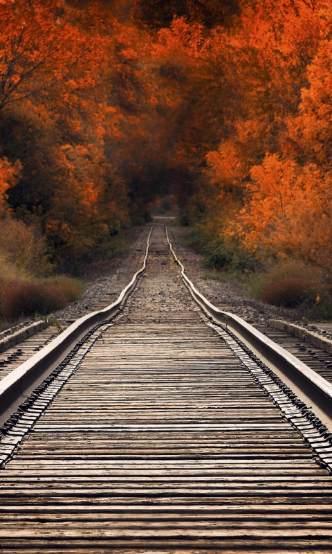 Железная дорога в осеннем лесу обои