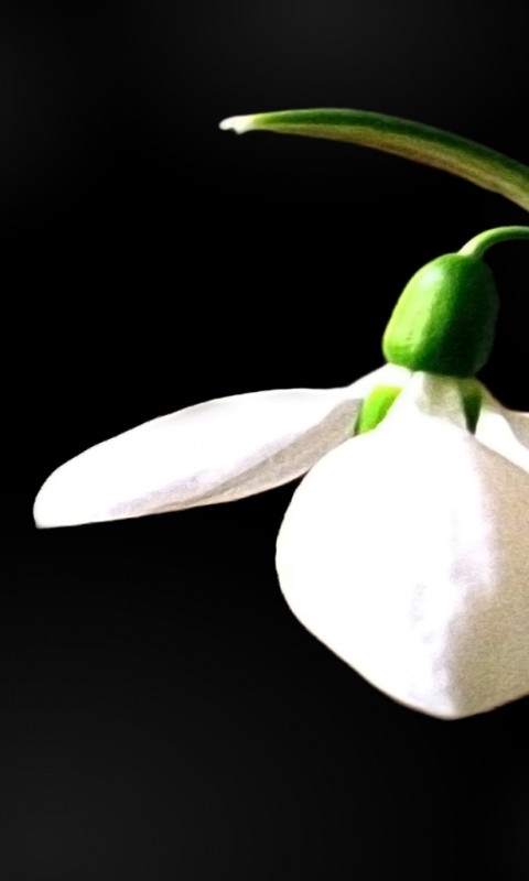 Белый цветок обои