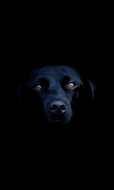 Чёрная собака в ночи обои