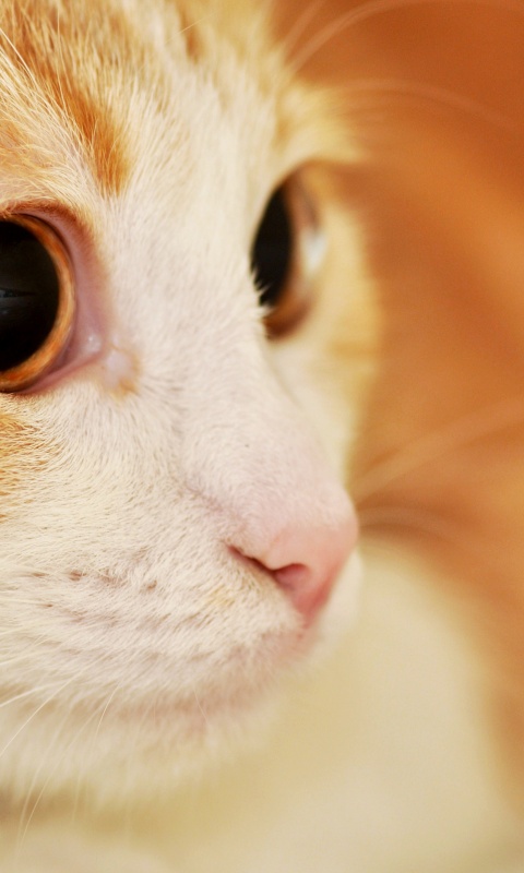 Кот с большими глазами обои