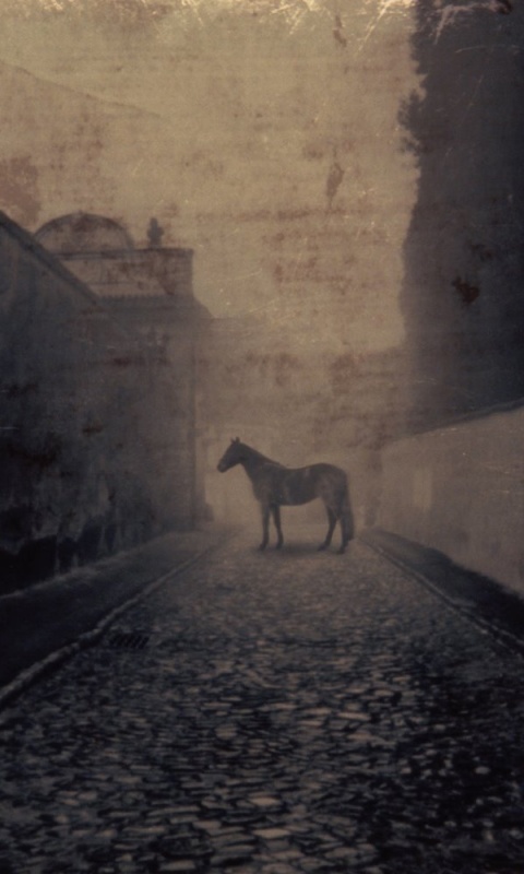Лошадь в тумане обои