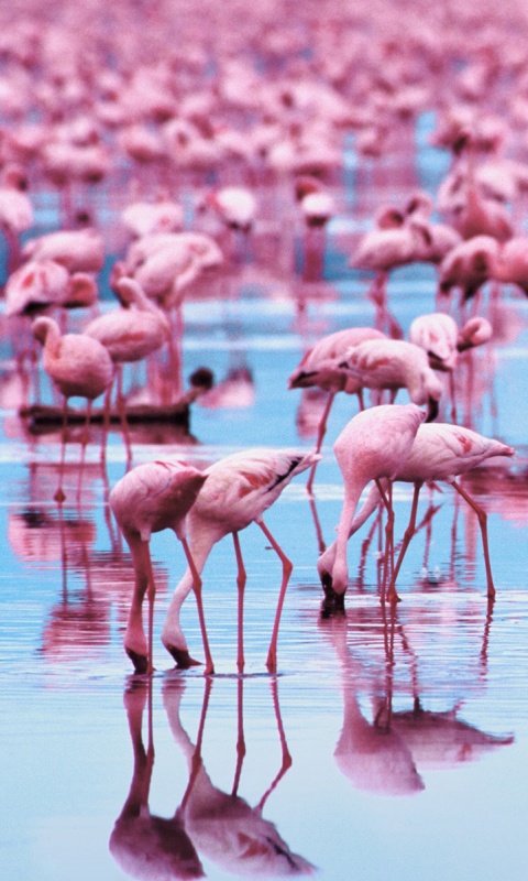 Розовые фламинго обои