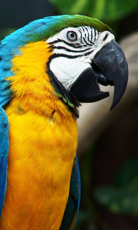 Разноцветынй попугай обои