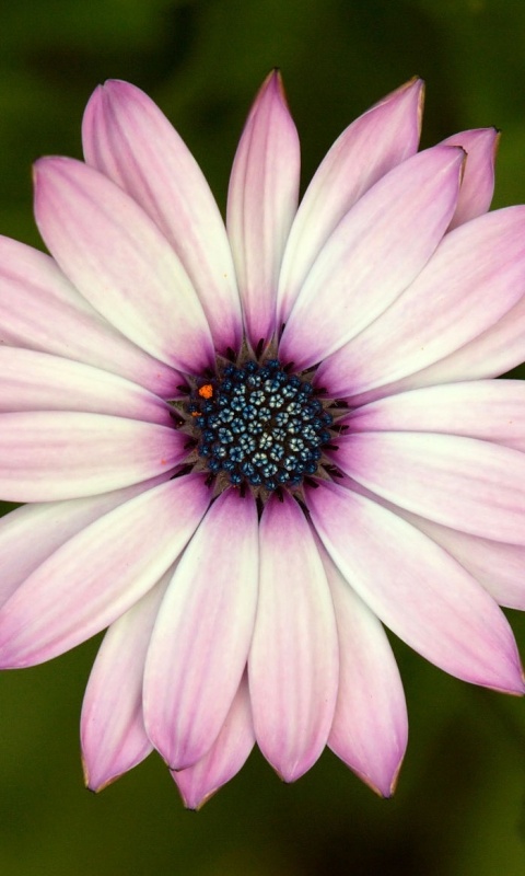 Макро фотография цветка обои