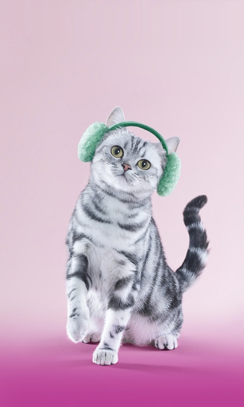 Кот в зеленых наушниках обои