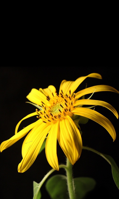 Жёлтый цветок на чёрном фоне обои