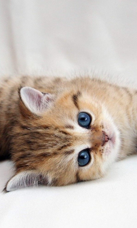 Рыжиый котенок с синим глазами обои