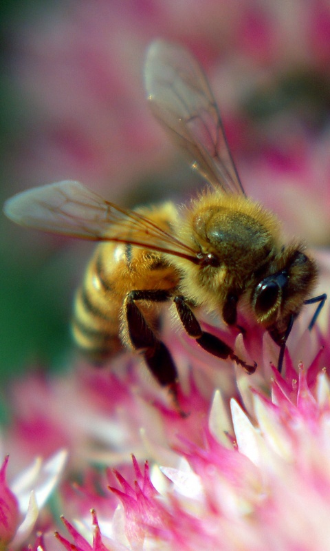 Пчела собирает пыльцу обои