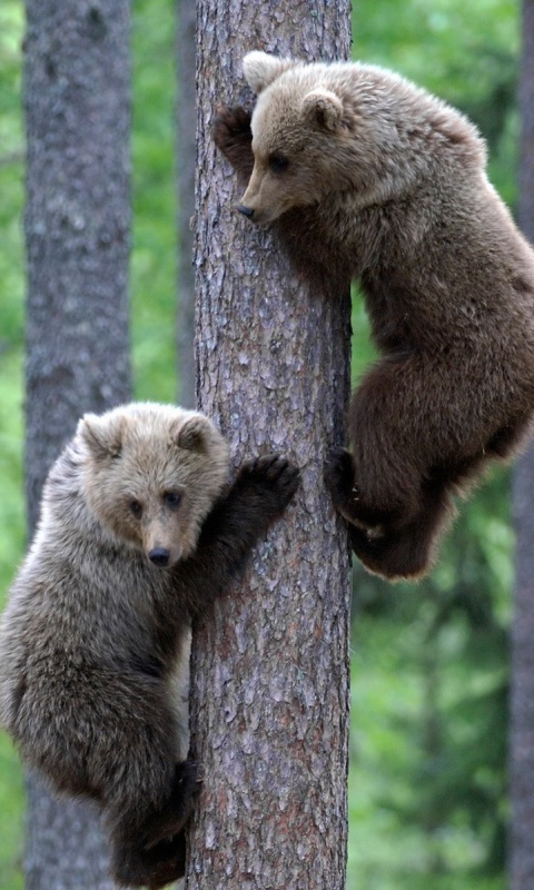 Медвежата обои