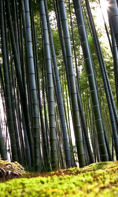Заросли бамбука обои