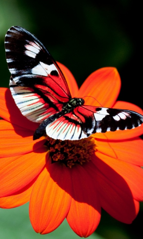 Бабочка на цветке обои