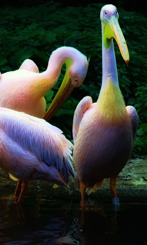 Разноцветные птицы обои