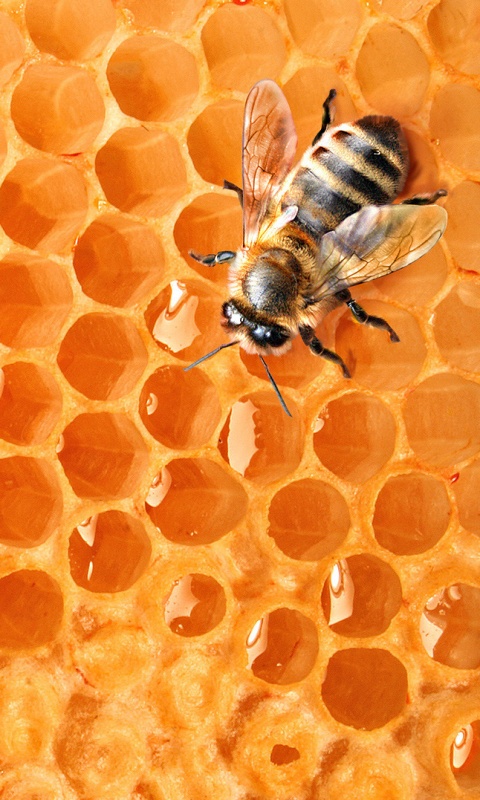 Пчела на сотах с медом обои