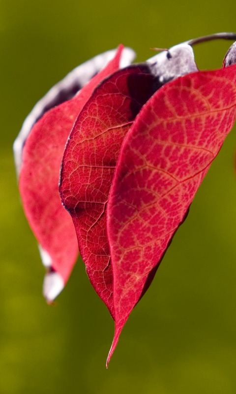 Ветка красных листьев обои
