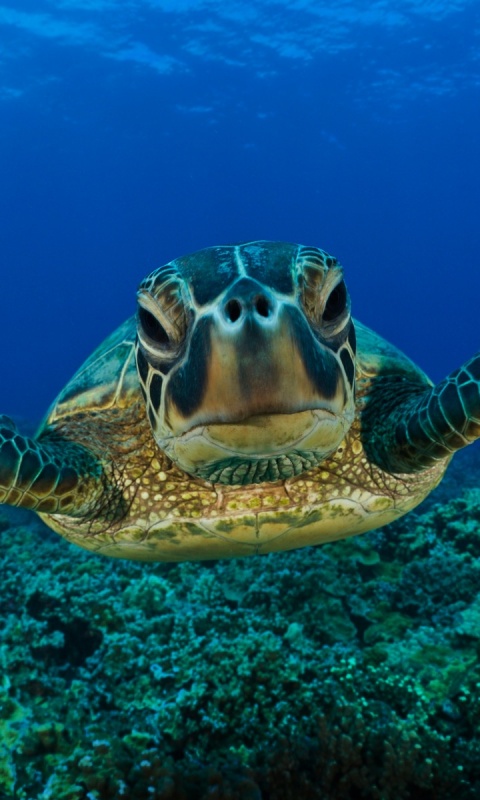 Морская черепаха обои